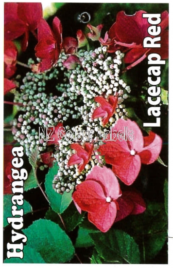 HYDRANGEA Lacecap Red - Click Image to Close