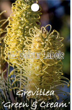 GREVILLEA Rosm. Cream & Green - Click Image to Close