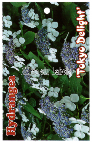 HYDRANGEA Tokyo Delight - Click Image to Close