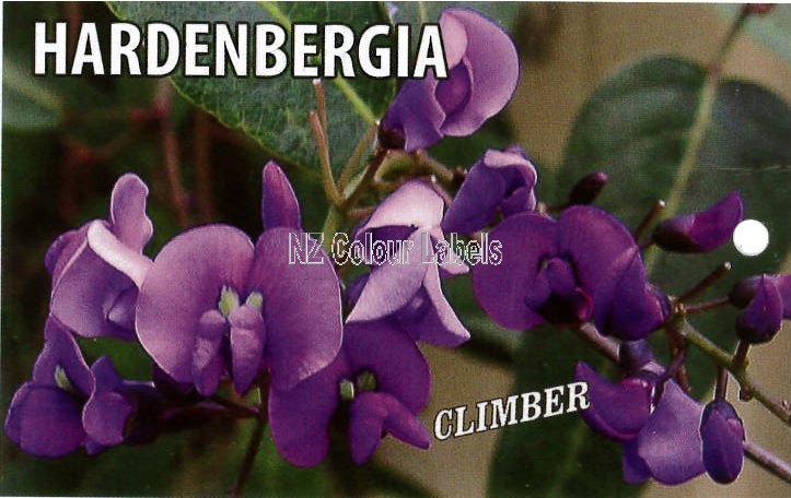 HARDENBERGIA violacea - Click Image to Close