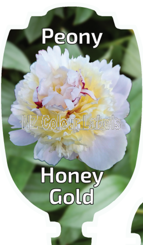 PAEONIA HONEY GOLD - Click Image to Close