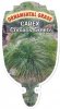 CAREX comans GREEN