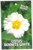 CISTUS Bennetts White [Rock Rose]