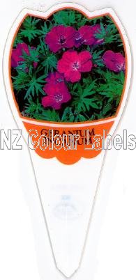 GERANIUM incanum - Click Image to Close