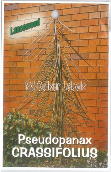 PSEUDOPANAX crassifolium - Click Image to Close