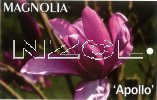 MAGNOLIA Apollo