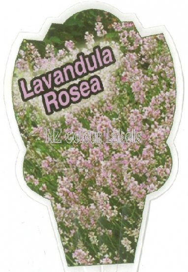 Lavandula agustifolia Rosea - Click Image to Close