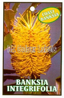 BANKSIA integrifolia - Click Image to Close