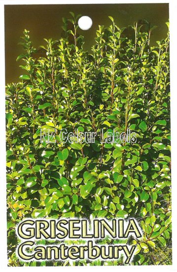 GRISELINIA Canterbury - Click Image to Close