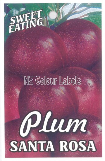 PLUM Santa Rosa - Click Image to Close