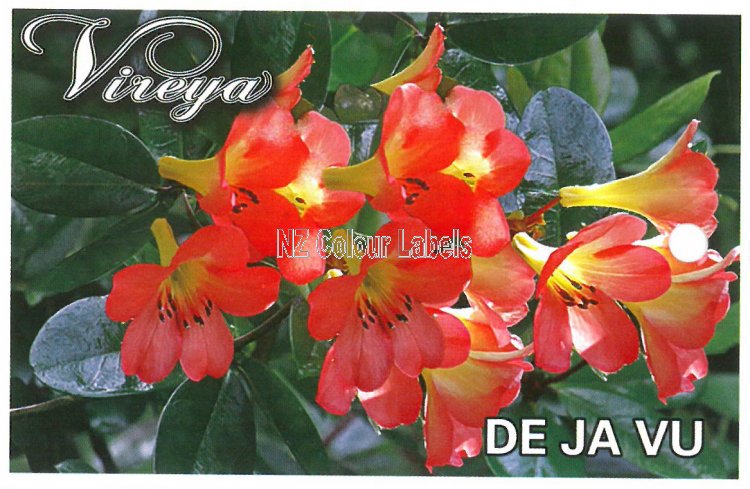 RHODODENDRON vireya De Ja Vu - Click Image to Close