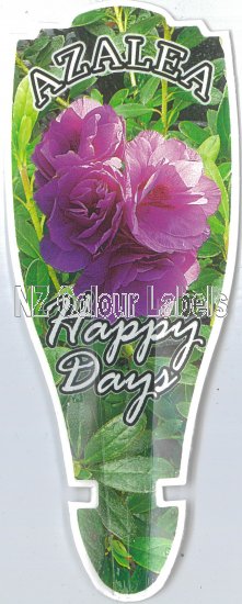 AZALEA Evergreen HAPPY DAYS - Click Image to Close