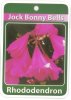 RHODODENDRON Jock Bonny Bell