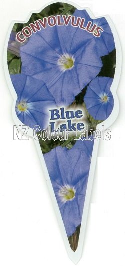 CONVOLVULUS mauritanicus Blue Lake - Click Image to Close