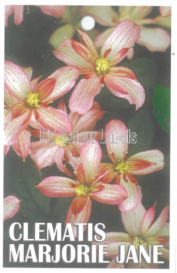 CLEMATIS Majorie Jane - Click Image to Close