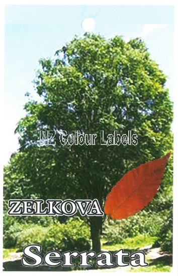 ZELKOVA serrata - Click Image to Close