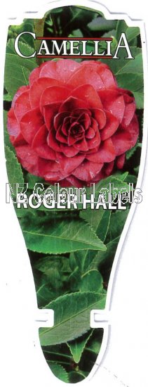 CAMELLIA Roger Hall - Click Image to Close