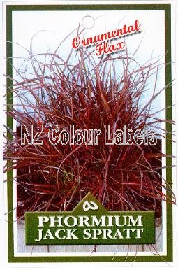 PHORMIUM Jack Spratt - Click Image to Close