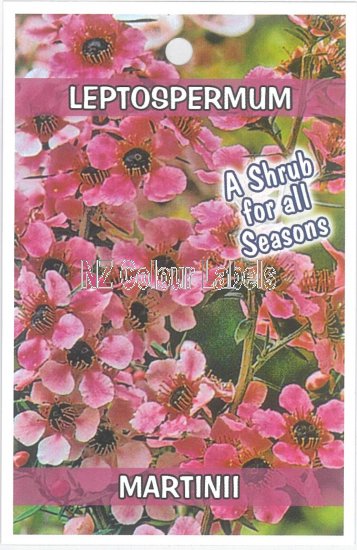 LEPTOSPERMUM Martinii - Click Image to Close