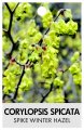 CORYLOPSIS spicata 'Spike Wnter Hazel' CORYLOPSIS spicata 'Spike Wnter Hazel'