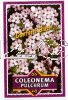 COLEONEMA pulchrum Pink