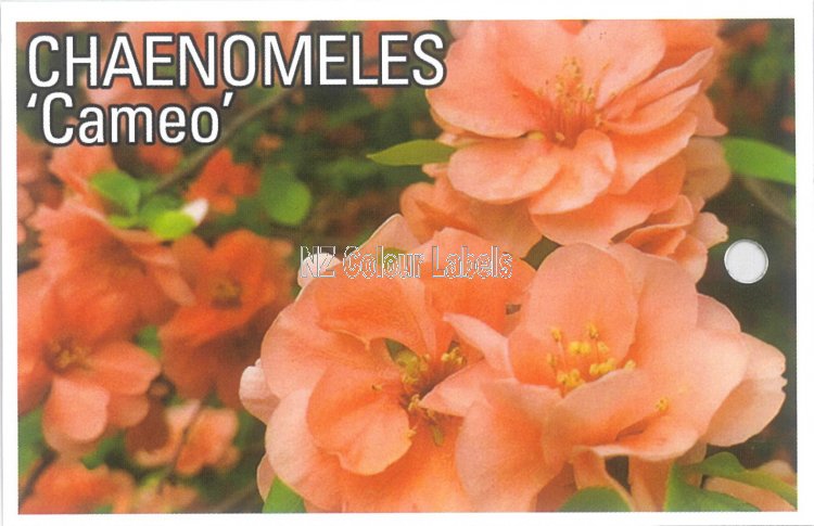 CHAENOMELES Cameo - Click Image to Close