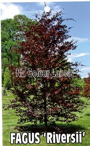 FAGUS sylvatica Riversii - Click Image to Close