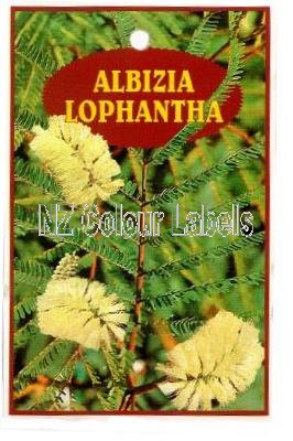 ALBIZIA lophantha - Click Image to Close