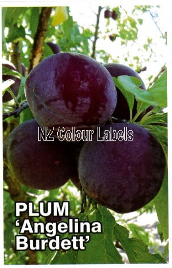 PLUM Angelina Burdett - Click Image to Close