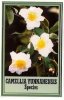 CAMELLIA Yunnanensis Species