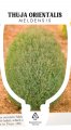 THUJA orientalis MELDENSIS THUJA orientalis MELDENSIS