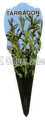 Tarragon Russian/French - Artemisia Dracunculus - Click Image to Close