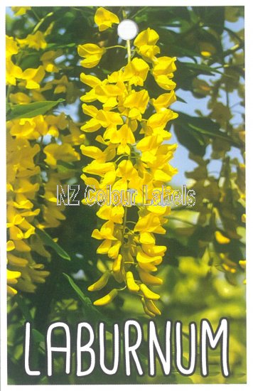 LABURNUM watereri Var. Vossii - Click Image to Close