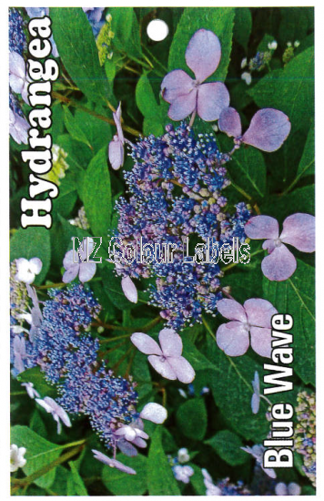 HYDRANGEA Blue Wave - Click Image to Close