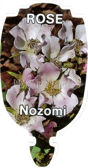 ROSE MINIATURE Nozomi - Click Image to Close