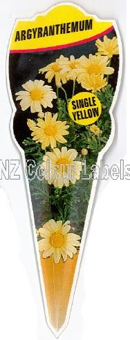 ARGYRANTHEMUM Single Yellow - Click Image to Close