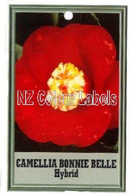 CAMELLIA Bonnie Bell Hybrid - Click Image to Close