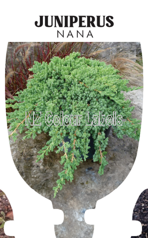 JUNIPERUS PROCUMBENS NANA - Click Image to Close