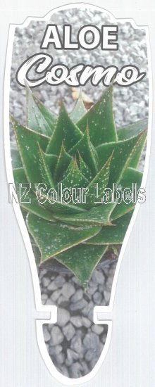 ALOE aristata COSMO - Click Image to Close