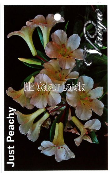 RHODODENDRON vireya Just Peachy - Click Image to Close