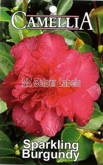 CAMELLIA Sparkling Burgundy Sas. - Click Image to Close