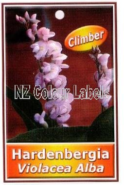 HARDENBERGIA violacea Alba - Click Image to Close