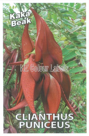 CLIANTHUS puniceus - Click Image to Close