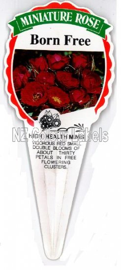 ROSE MINIATURE Born Free - Click Image to Close