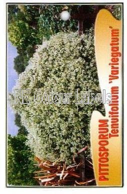 PITTOSPORUM t. Variegatum - Click Image to Close