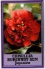 CAMELLIA Burgundy Gem Japonica