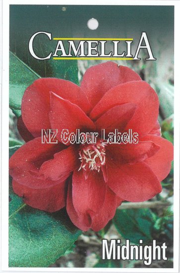 CAMELLIA Midnight - Click Image to Close