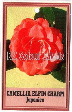 CAMELLIA Elfin Charm Japonica - Click Image to Close