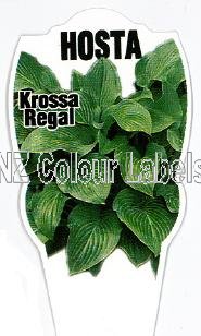 HOSTA krosso Regale - Click Image to Close