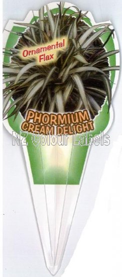 PHORMIUM Cream Delight - Click Image to Close